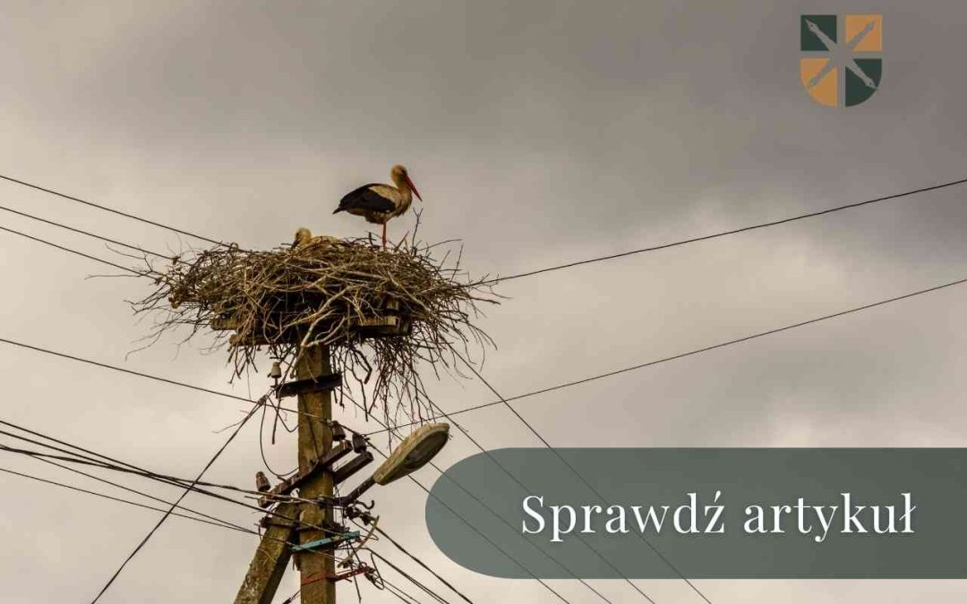 Bocian stoi w gnieździe na szczycie starego słupa elektroenergetycznego.