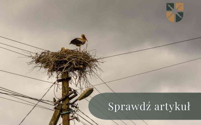 Słupy na działce sprzed 2008 roku – gdzie zgłosić się po pieniądze?