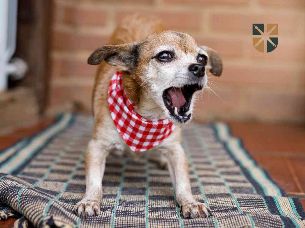 glosny-pies Small dog wearing a red checkered bandana barking on a striped rug indoors.